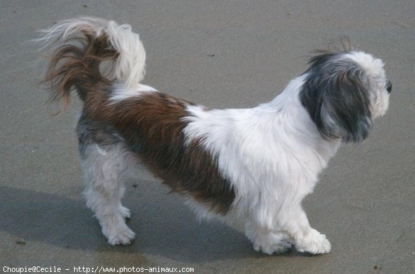 Photo de Shih tzu