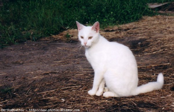 Photo de Chat domestique