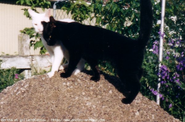 Photo de Chat domestique