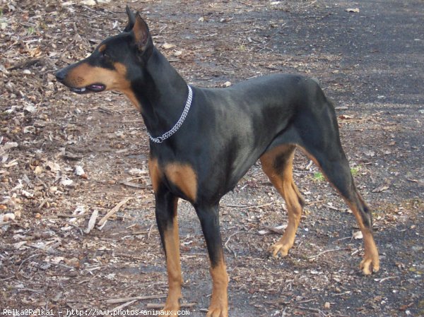 Photo de Dobermann