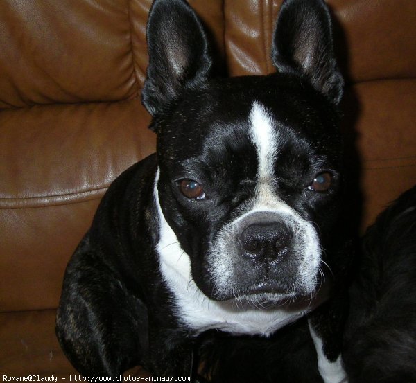 Photo de Boston terrier