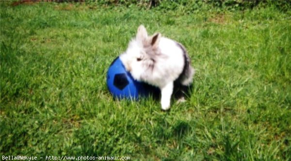 Photo de Lapin