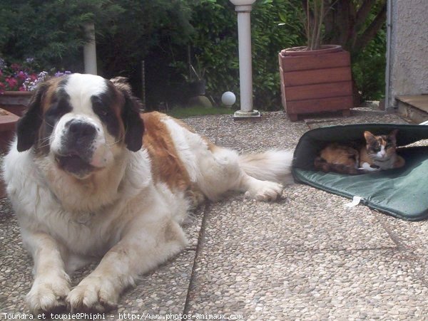 Photo de Saint-bernard poil long