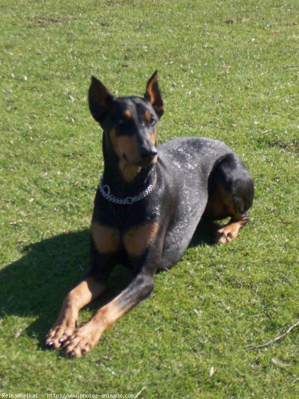 Photo de Dobermann