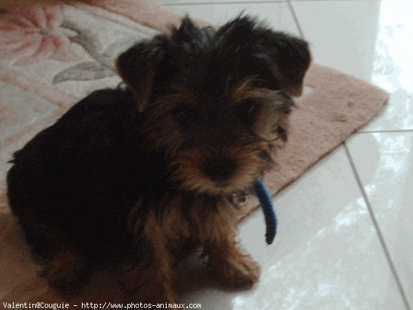 Photo de Yorkshire terrier