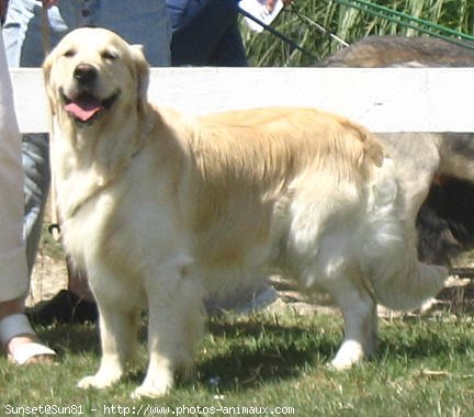 Photo de Golden retriever