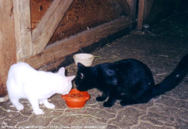 Photo de Chat domestique