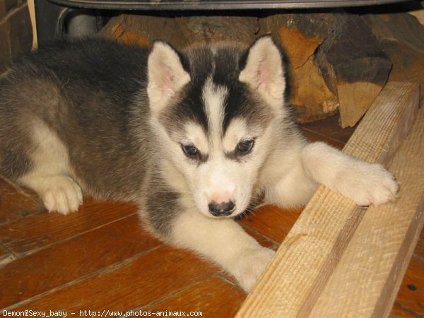 Photo de Husky siberien