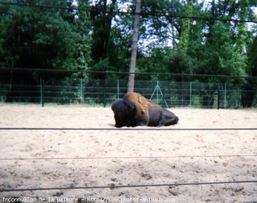 Photo de Bison