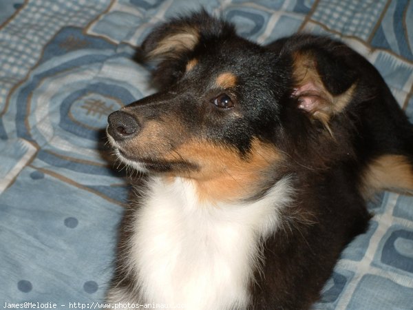 Photo de Chien de berger des shetland