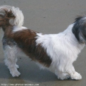 Photo de Shih tzu