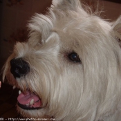 Photo de West highland white terrier