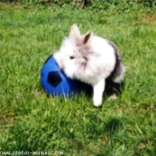 Photo de Lapin