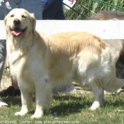 Photo de Golden retriever