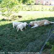 Photo de Golden retriever