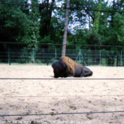 Photo de Bison