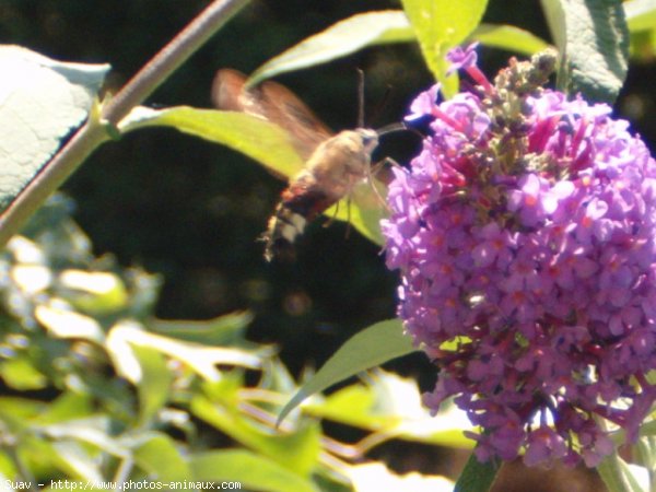 Photo de Papillon