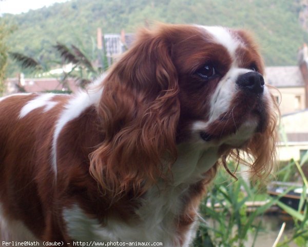 Photo de Cavalier king charles spaniel