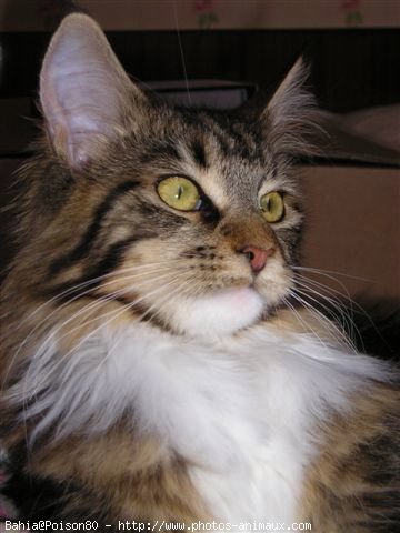 Photo de Maine coon