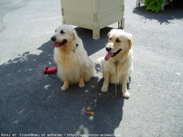 Photo de Golden retriever