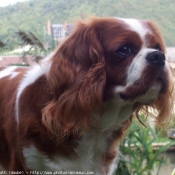 Photo de Cavalier king charles spaniel