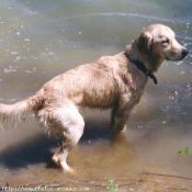 Photo de Golden retriever