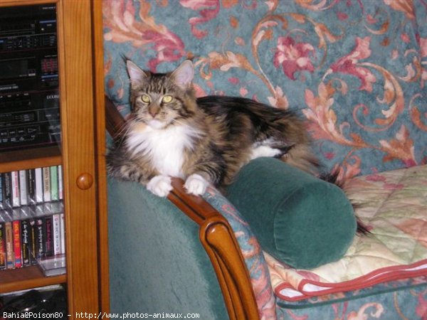 Photo de Maine coon