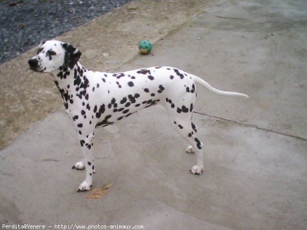 Photo de Dalmatien