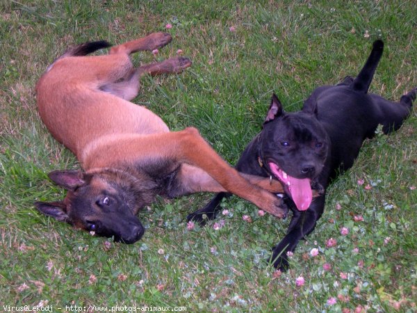 Photo de Berger belge malinois