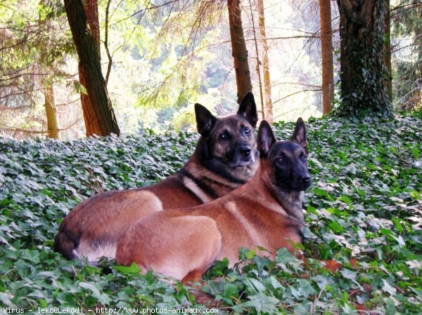 Photo de Berger belge malinois