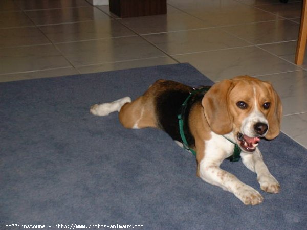 Photo de Beagle