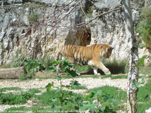 Photo de Tigre