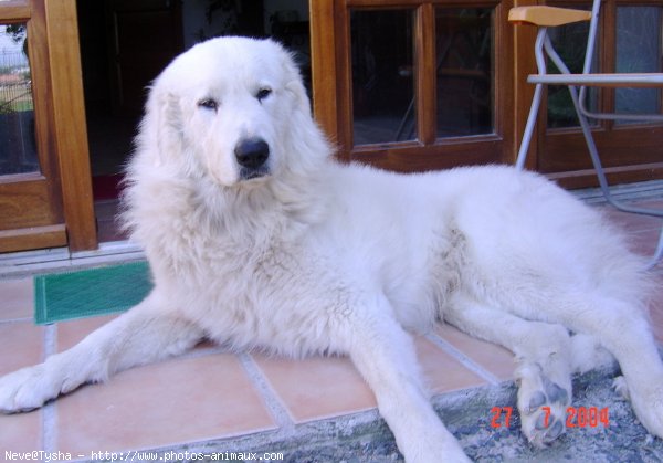 Photo de Chien de montagne des pyrnes