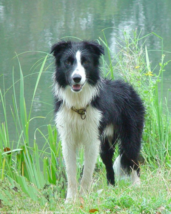 Photo de Border collie