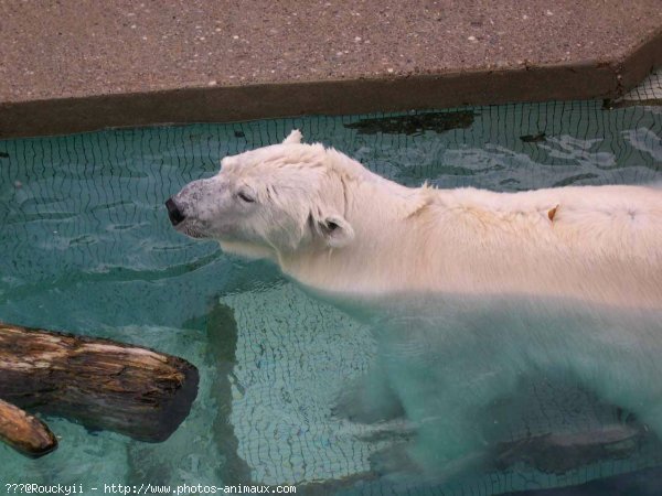 Photo d'Ours