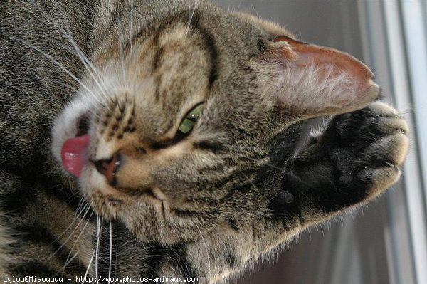 Photo de Chat domestique