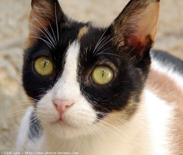 Photo de Chat domestique