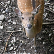 Photo de Biche