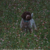 Photo de Griffon d'arret  poil dur korthals