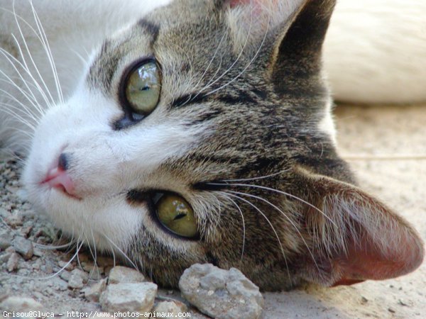 Photo de Chat domestique