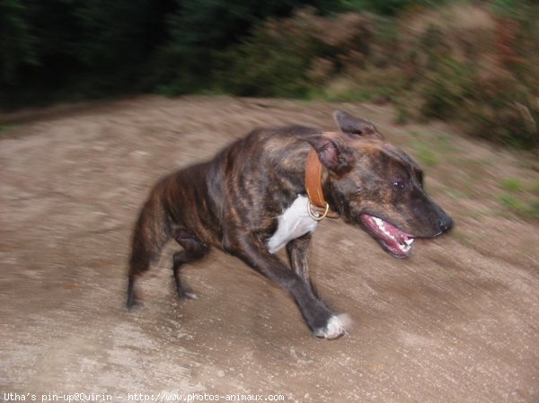 Photo d'American staffordshire terrier