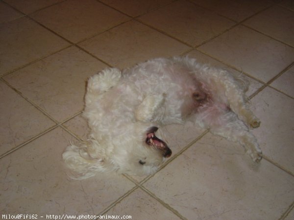 Photo de Bichon maltais