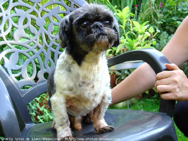 Photo de Shih tzu