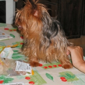 Photo de Yorkshire terrier