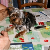 Photo de Yorkshire terrier