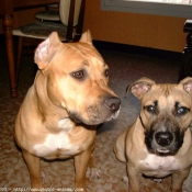 Photo d'American staffordshire terrier