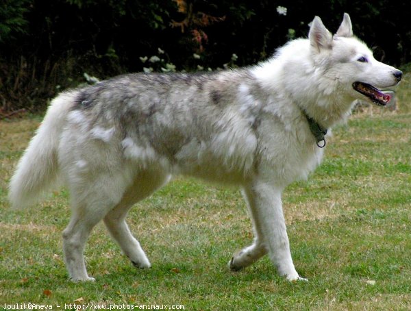 Photo de Husky siberien