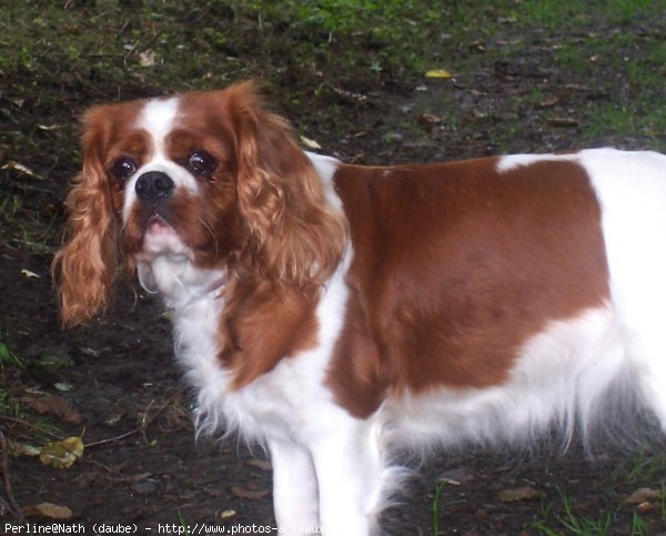 Photo de Cavalier king charles spaniel