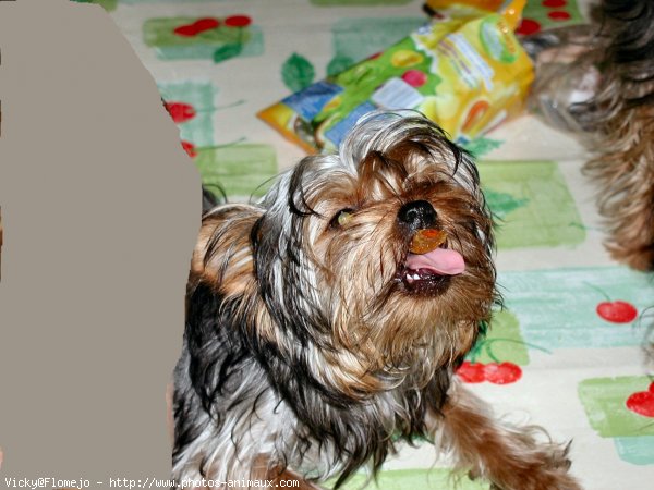 Photo de Yorkshire terrier