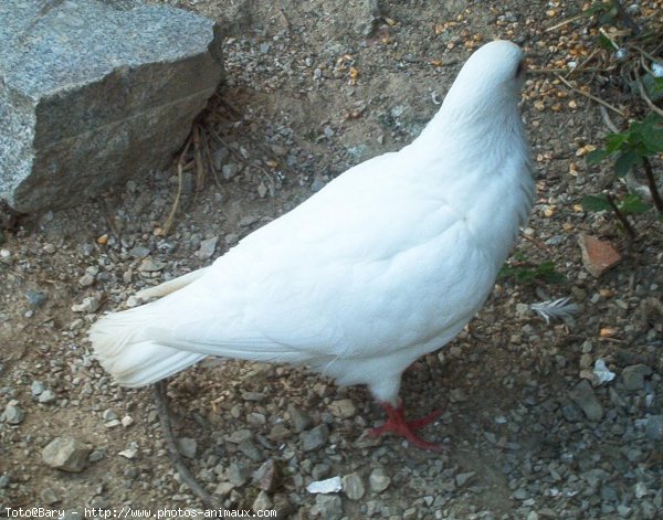 Photo de Pigeon